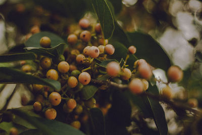 Close-up of berries growing on tree