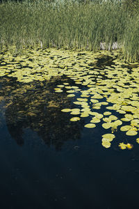 Leaves floating on water