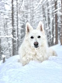 White dog in snow