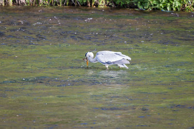 Bird in a lake