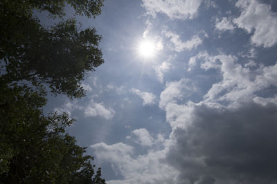 Low angle view of trees against sky