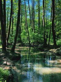 Scenic view of lake in forest