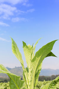 Close-up of plant growing on field against sky
