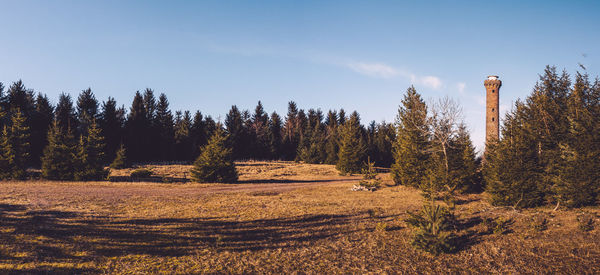 Trees on field against sky