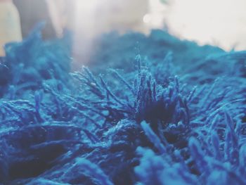 Close-up of frozen plant on field