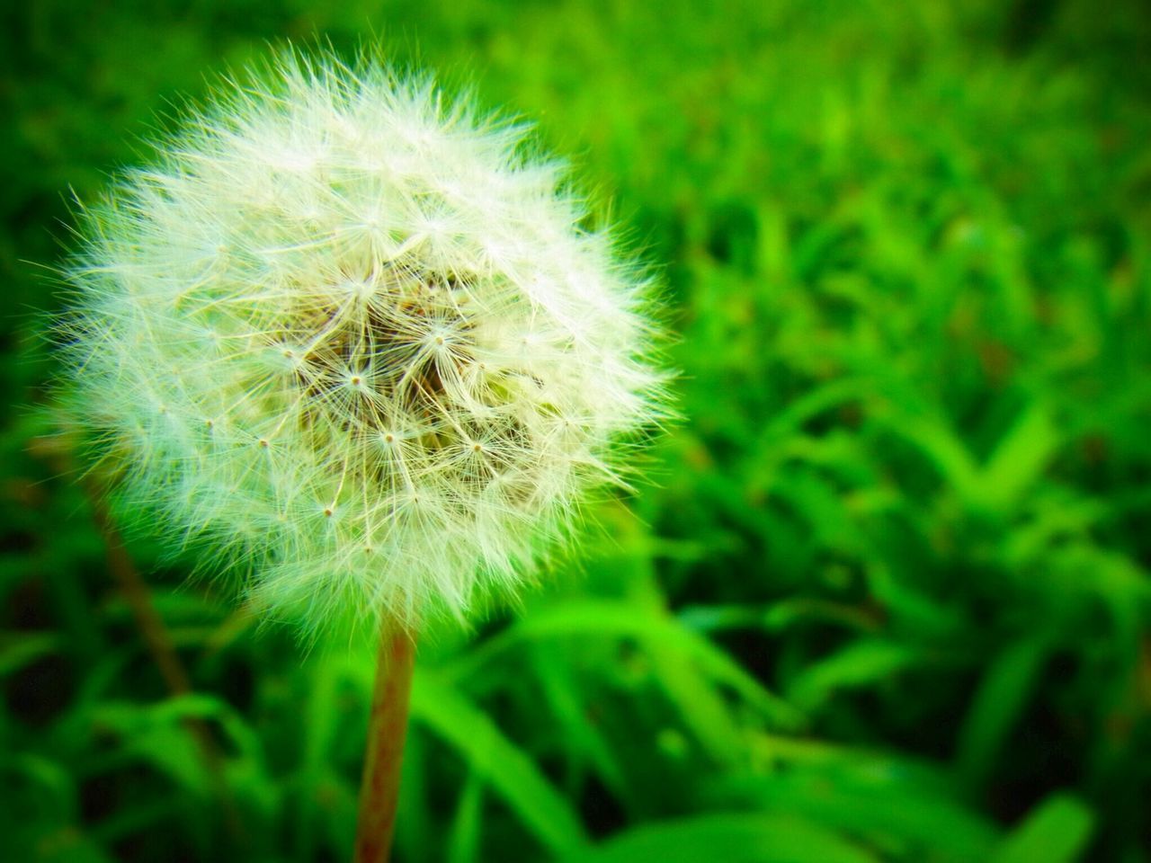 flower, dandelion, fragility, freshness, growth, flower head, beauty in nature, close-up, single flower, nature, softness, focus on foreground, white color, uncultivated, plant, wildflower, in bloom, stem, petal, selective focus