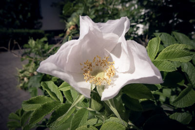 Close-up of white rose flower