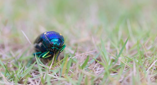 Close-up of insect on grass