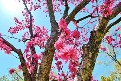 Low angle view of cherry blossoms against sky