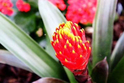 Close-up of red flower blooming outdoors