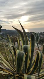 Close-up of cactus against sky