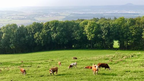 Cows on grassy field