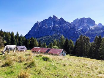 View of sheep on field against mountain range