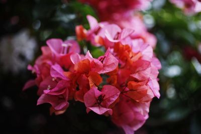 Close-up of pink bougainvillea blooming outdoors