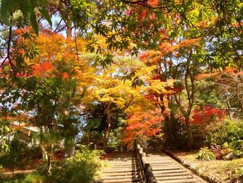 Road amidst trees during autumn