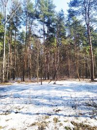 Trees on snow covered field in forest