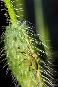 Close-up of insect on plant