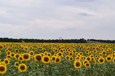 Scenic view of sunflower field against sky
