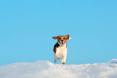 Portrait of a dog