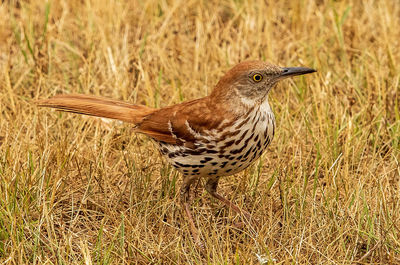 Close-up of bird on field