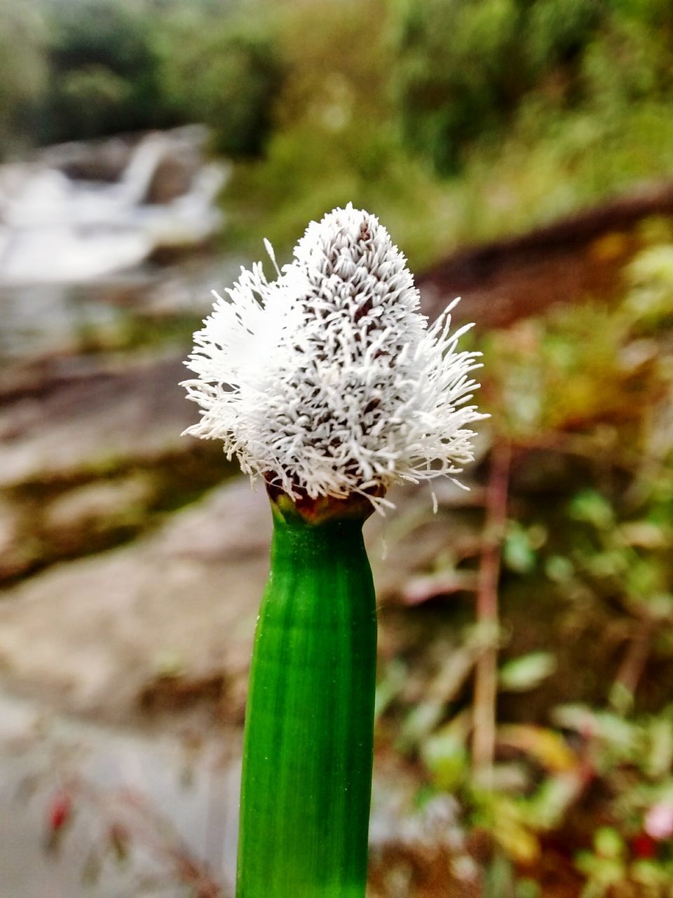 focus on foreground, white color, close-up, cold temperature, nature, growth, flower, fragility, beauty in nature, dandelion, single flower, white, winter, snow, stem, day, frozen, outdoors, freshness, season