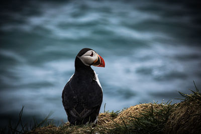 The icelandic puffin