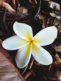 High angle view of white and yellow flowering plant