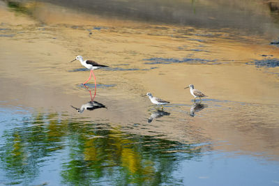 Gray heron flying over lake