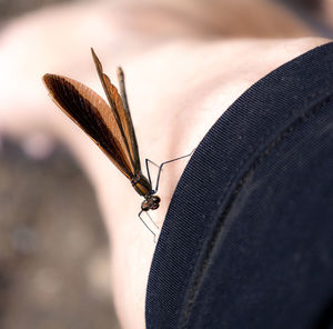 Close-up of butterfly on leaf against blurred background