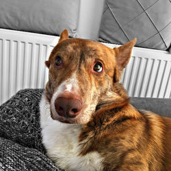 Close-up portrait of dog relaxing at home