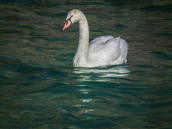 Close-up of swan swimming in lake