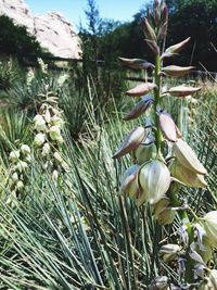 Close-up of flower growing in grass