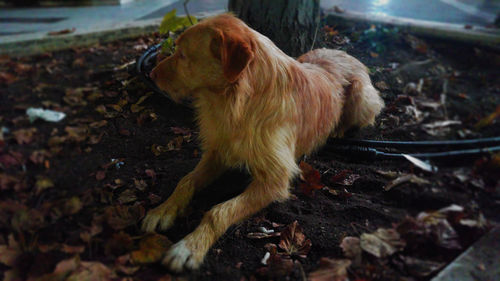 Close-up of a dog on field