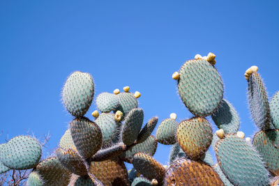 Low angle view of prickly pear cactus against clear blue sky