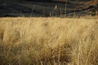 Plants growing on field