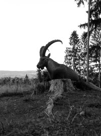 View of a horse on field