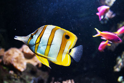 Close-up of fish swimming in aquarium