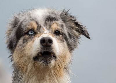 Close-up portrait of dog against sky