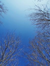 Low angle view of bare tree against clear blue sky