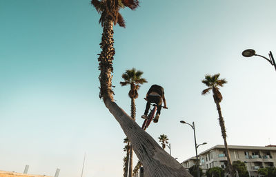 Low angle view of man doing stunt with bicycle by tree against sky