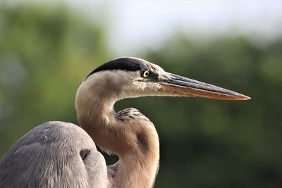 Close-up of a bird