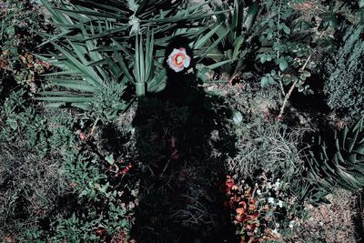 High angle view of flowering plants in forest