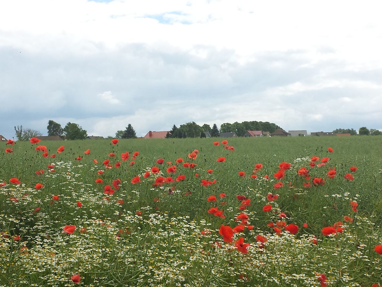 flower, sky, field, growth, beauty in nature, cloud - sky, nature, freshness, landscape, tranquil scene, plant, tranquility, cloudy, red, scenics, blooming, fragility, rural scene, abundance, cloud