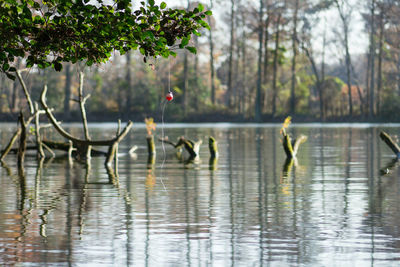 Reflection of trees in water