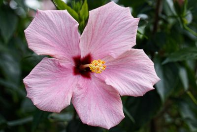 Close-up of pink hibiscus flower