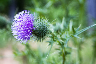 Close-up of thistle blooming outdoors