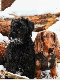Two dogs on snow covered field