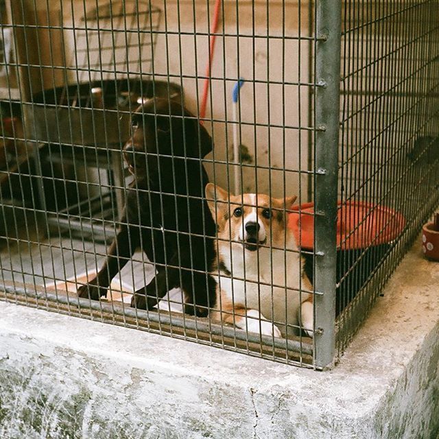 built structure, men, architecture, building exterior, metal, indoors, metal grate, cage, construction site, chainlink fence, fence, lifestyles, transportation, animal themes, wall - building feature, city, building, day, full length