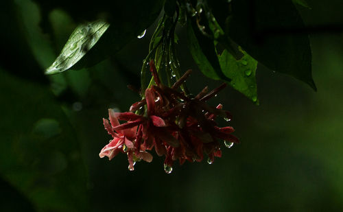 Close-up of red flower