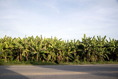 Plants growing on field by road against sky
